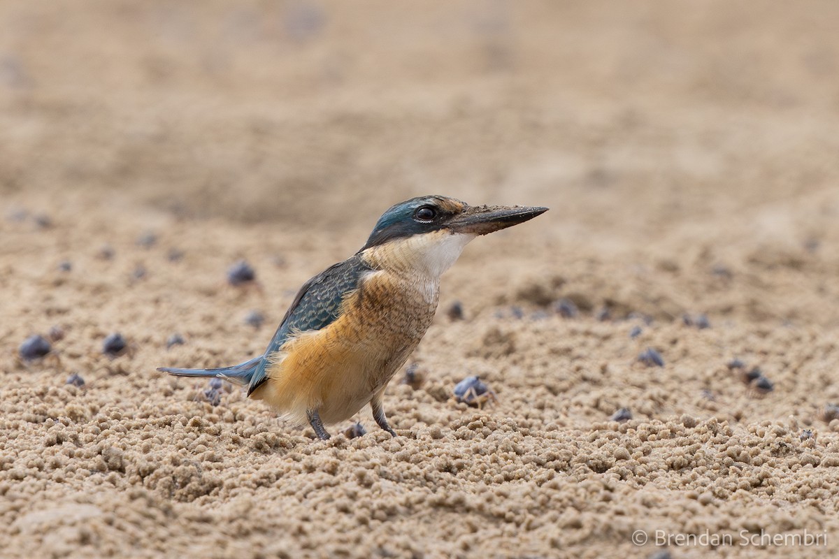 Sacred Kingfisher - ML633434542