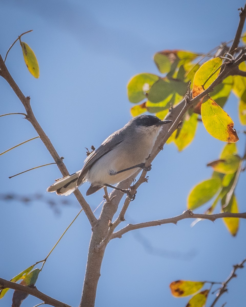 Black-capped Gnatcatcher - ML633434584