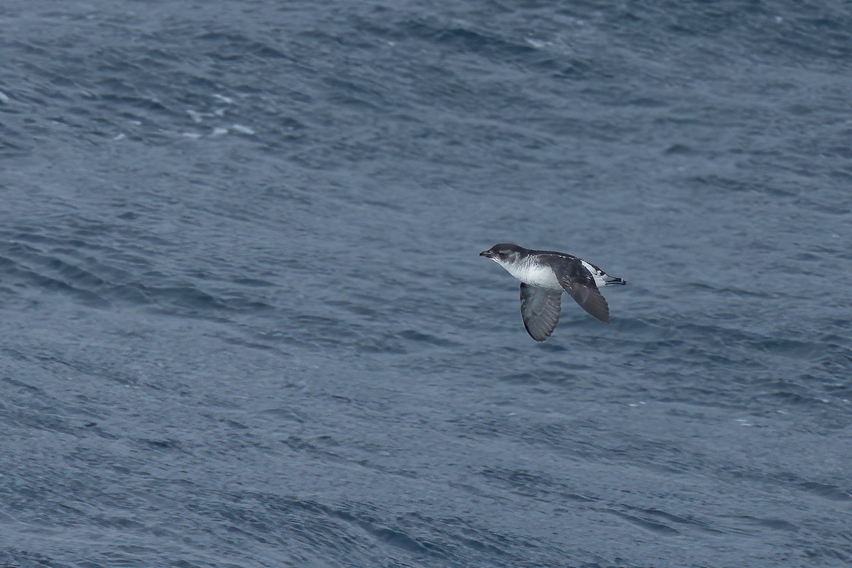 South Georgia Diving-Petrel - Daniel Danckwerts (Rockjumper Birding Tours)
