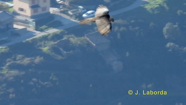 Ооч ёл - ML633434988