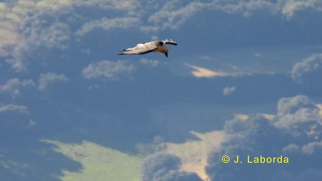 Ооч ёл - ML633434990