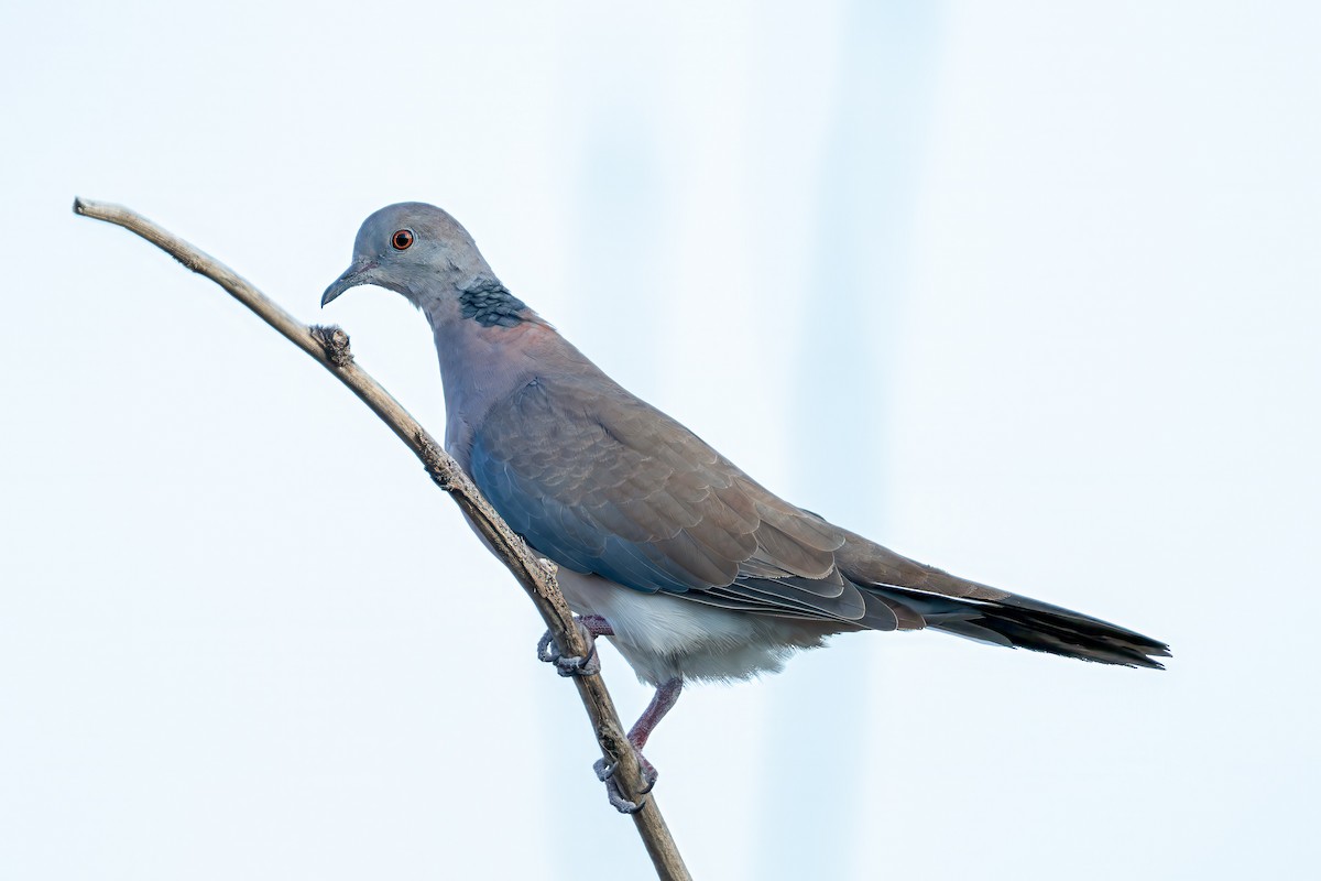 Philippine Collared-Dove - ML633434999