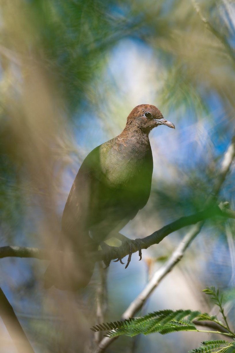 White-throated Ground Dove - ML633435001