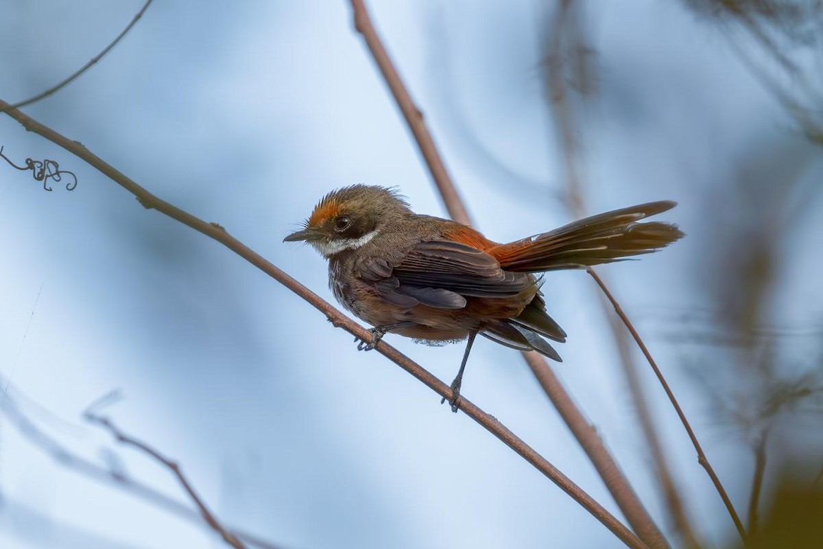 Micronesian Rufous Fantail - ML633435012