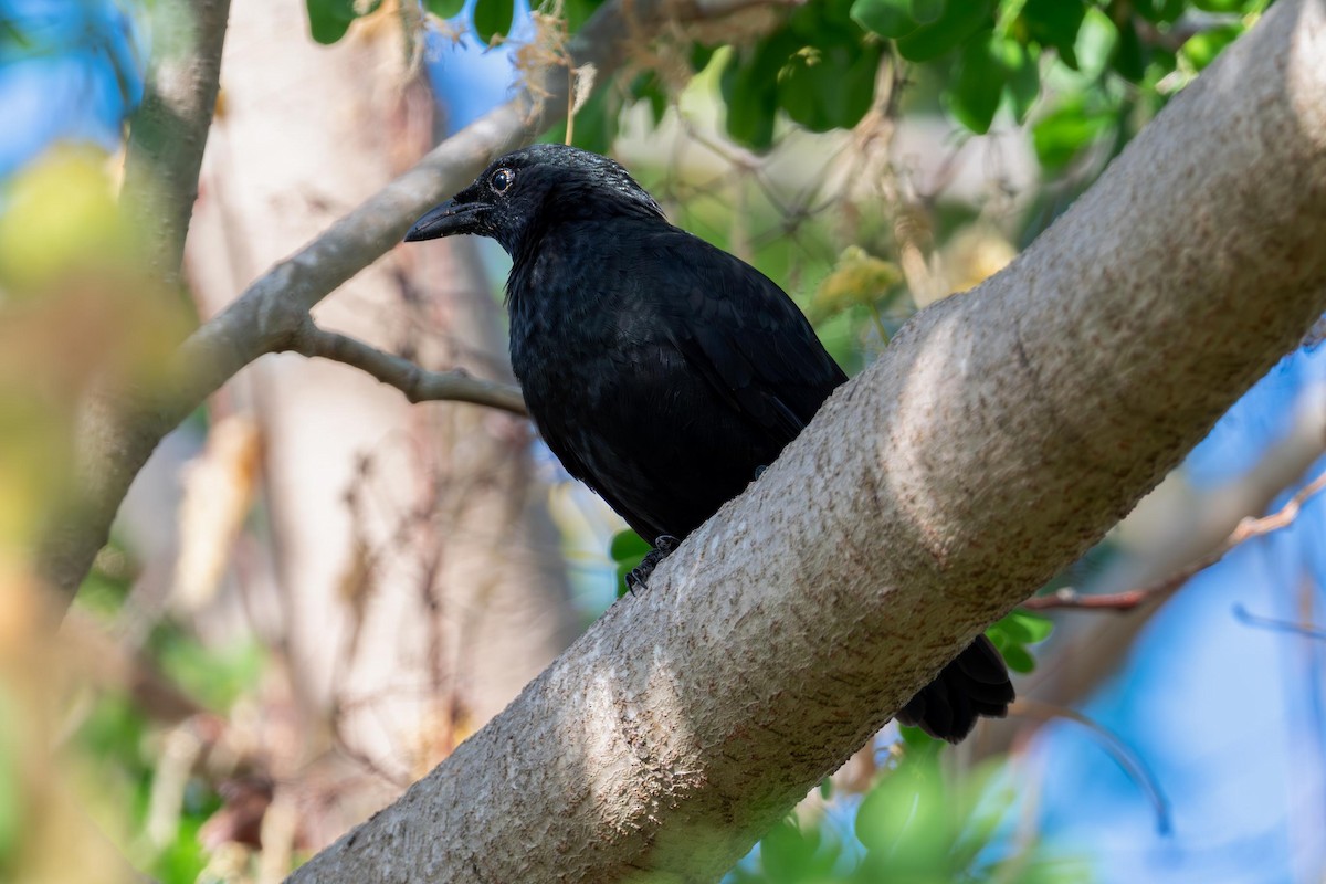 Micronesian Starling - ML633435017