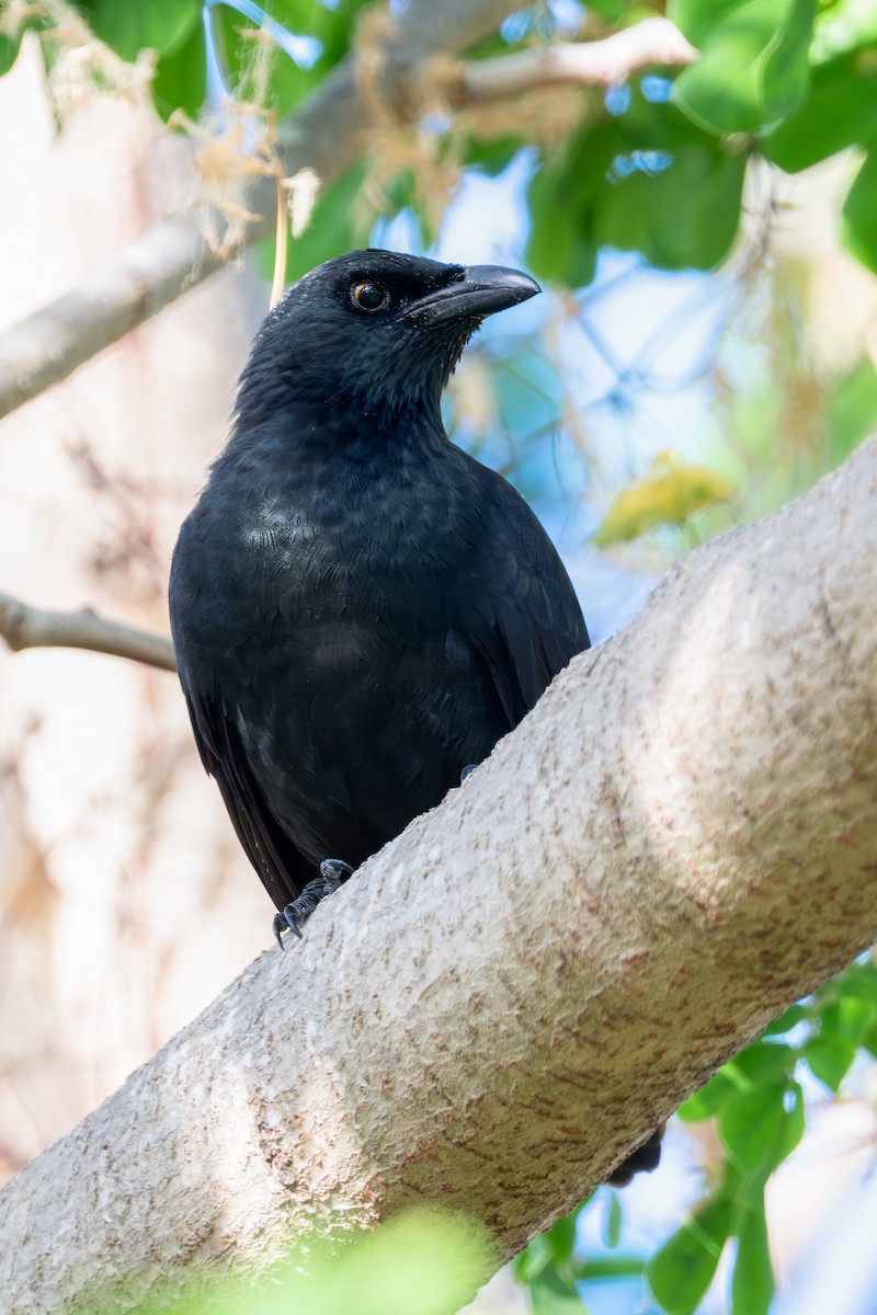 Micronesian Starling - ML633435018