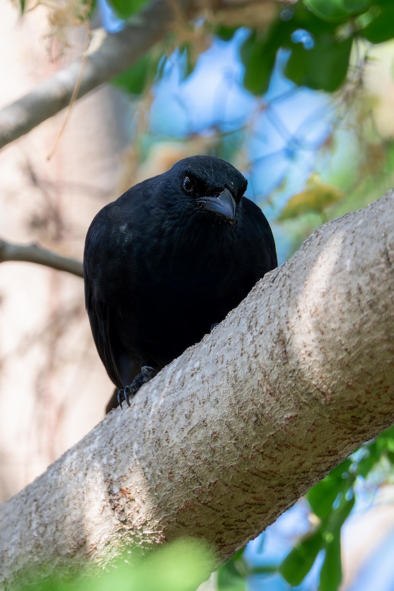 Micronesian Starling - ML633435019