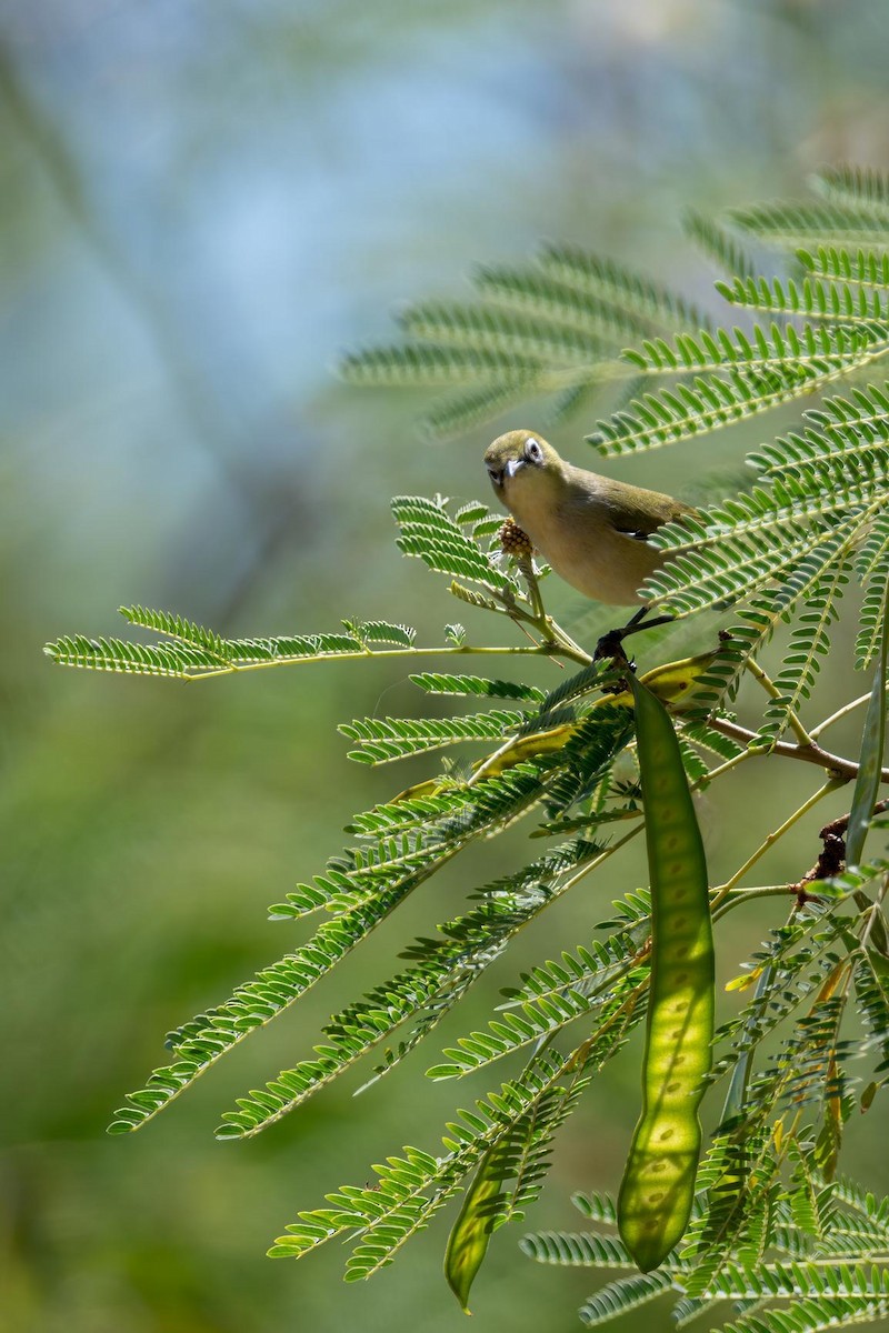 Bridled White-eye - ML633435022
