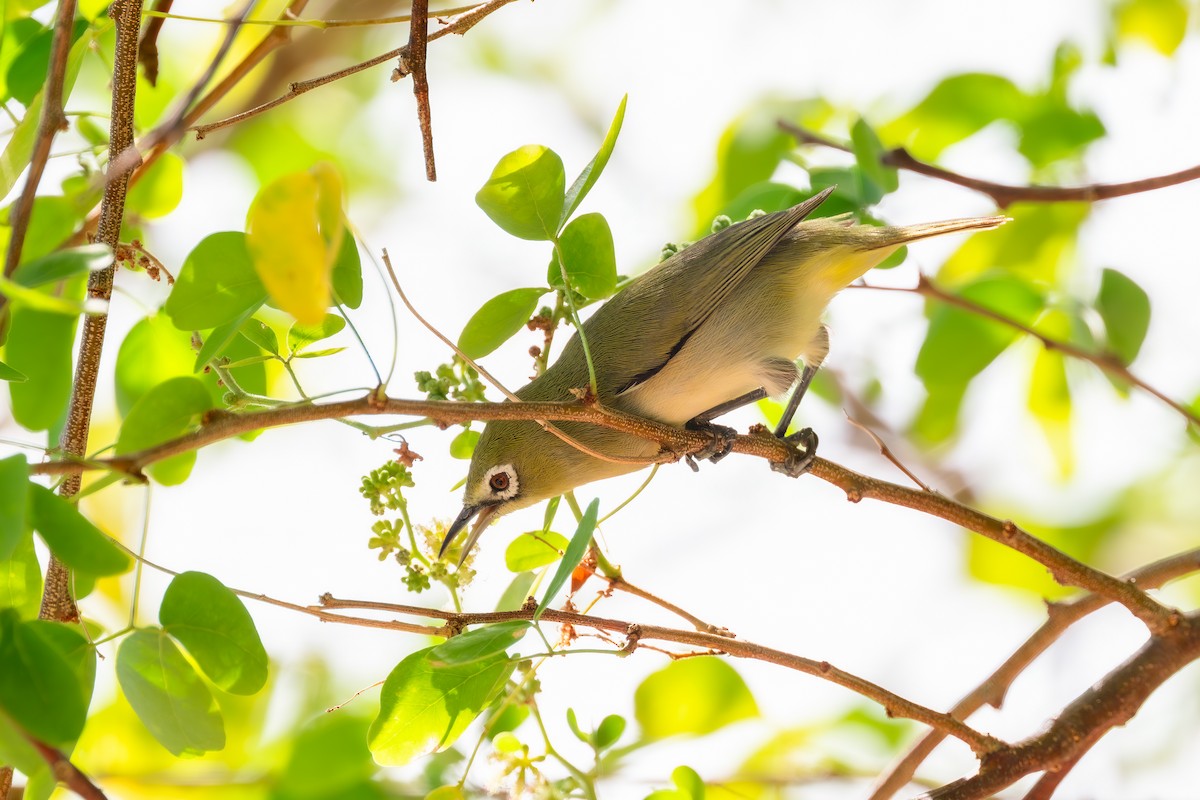 Bridled White-eye - ML633435023