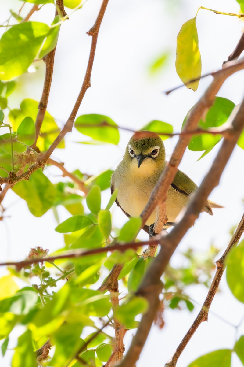 Bridled White-eye - ML633435024