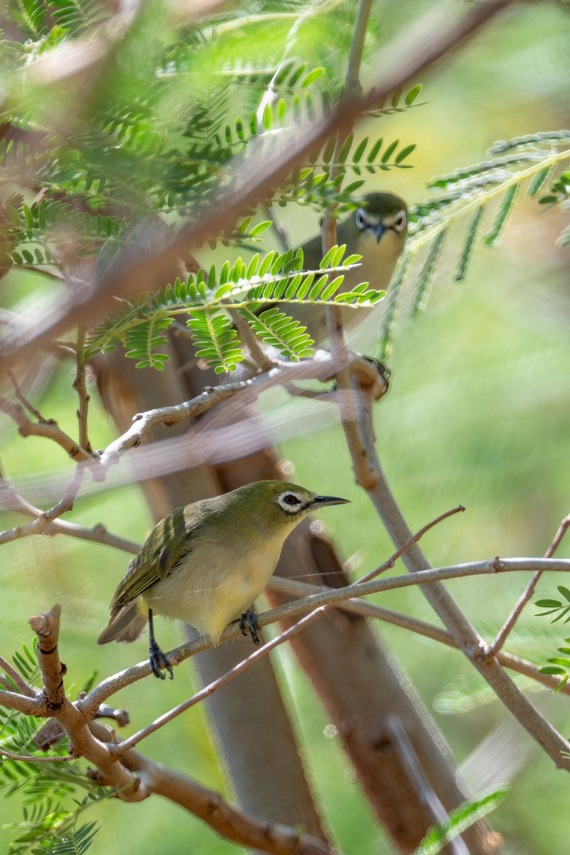 Bridled White-eye - ML633435025