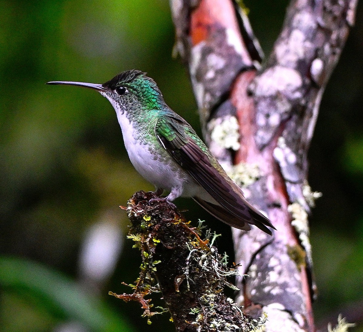 Andean Emerald - Mark Tomboulian