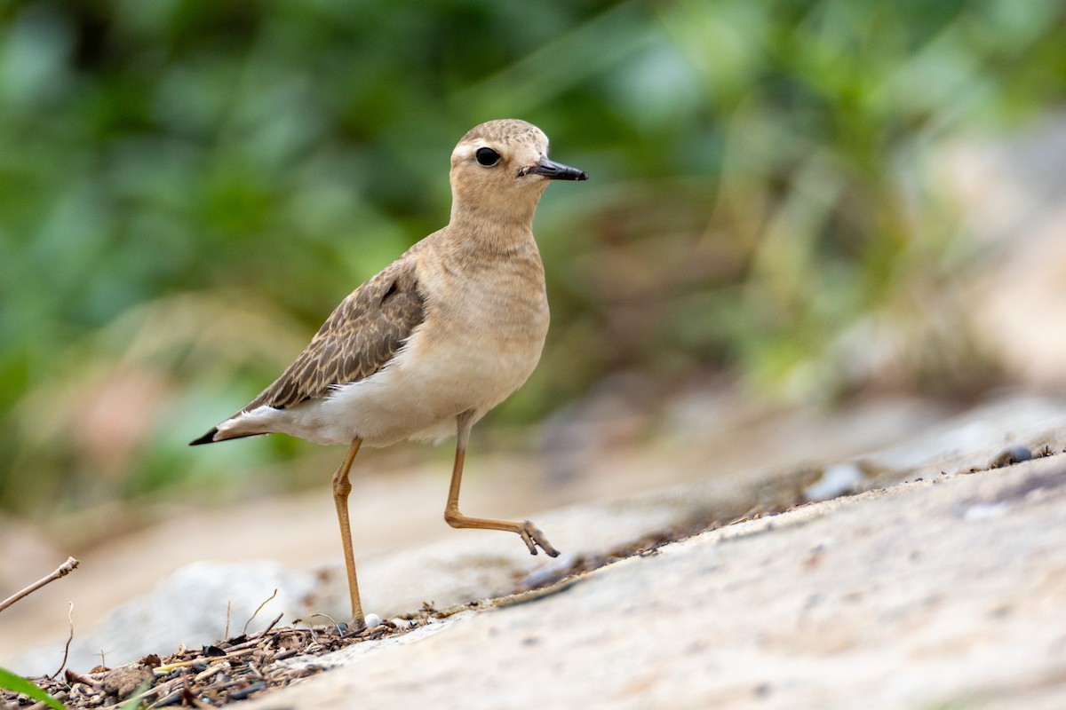 Oriental Plover - ML633435063