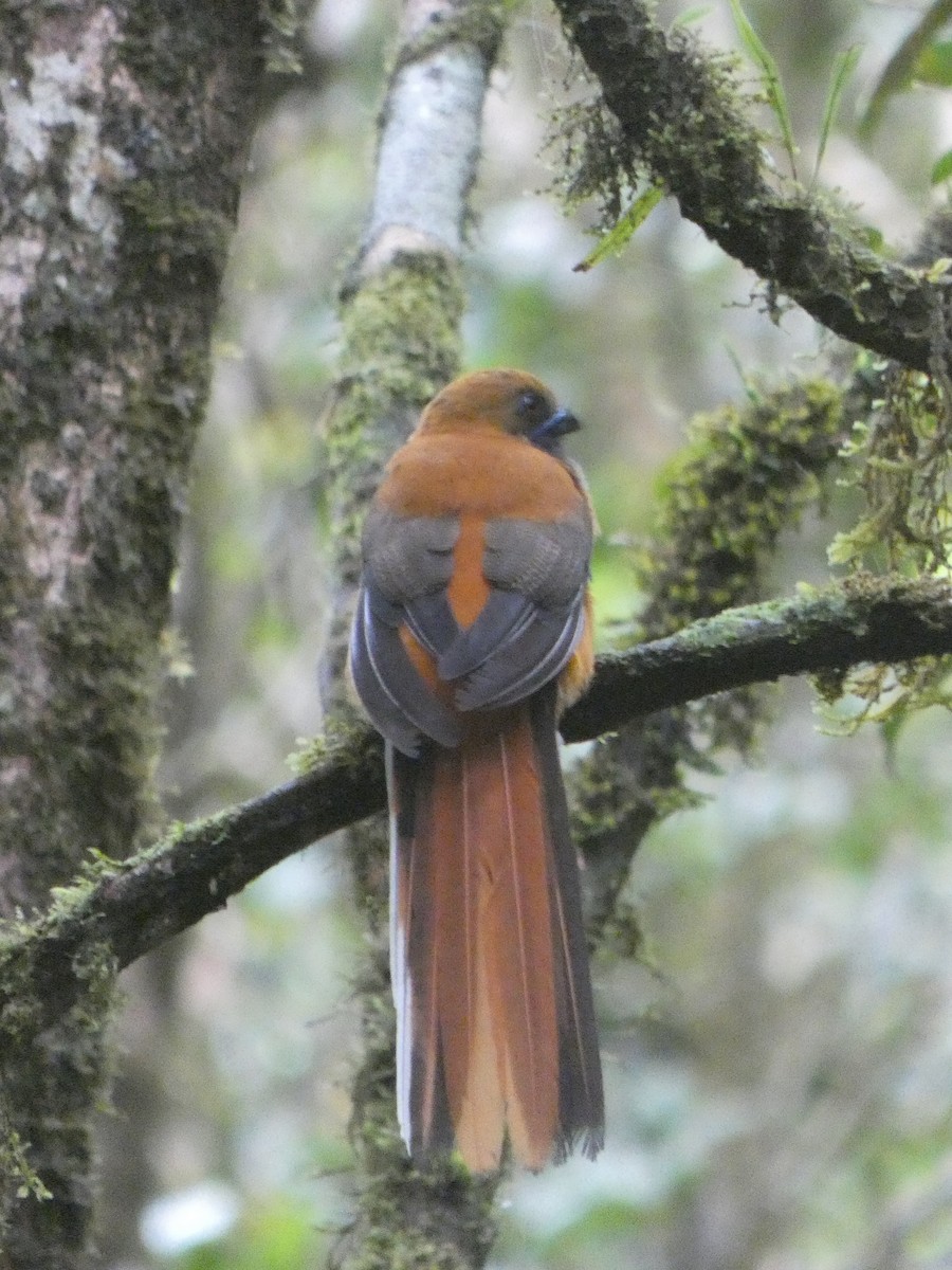 rødhettetrogon - ML633435436