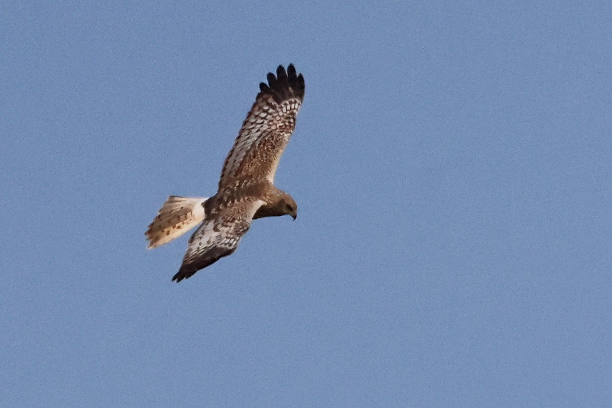 Eastern Marsh Harrier - ML633435444