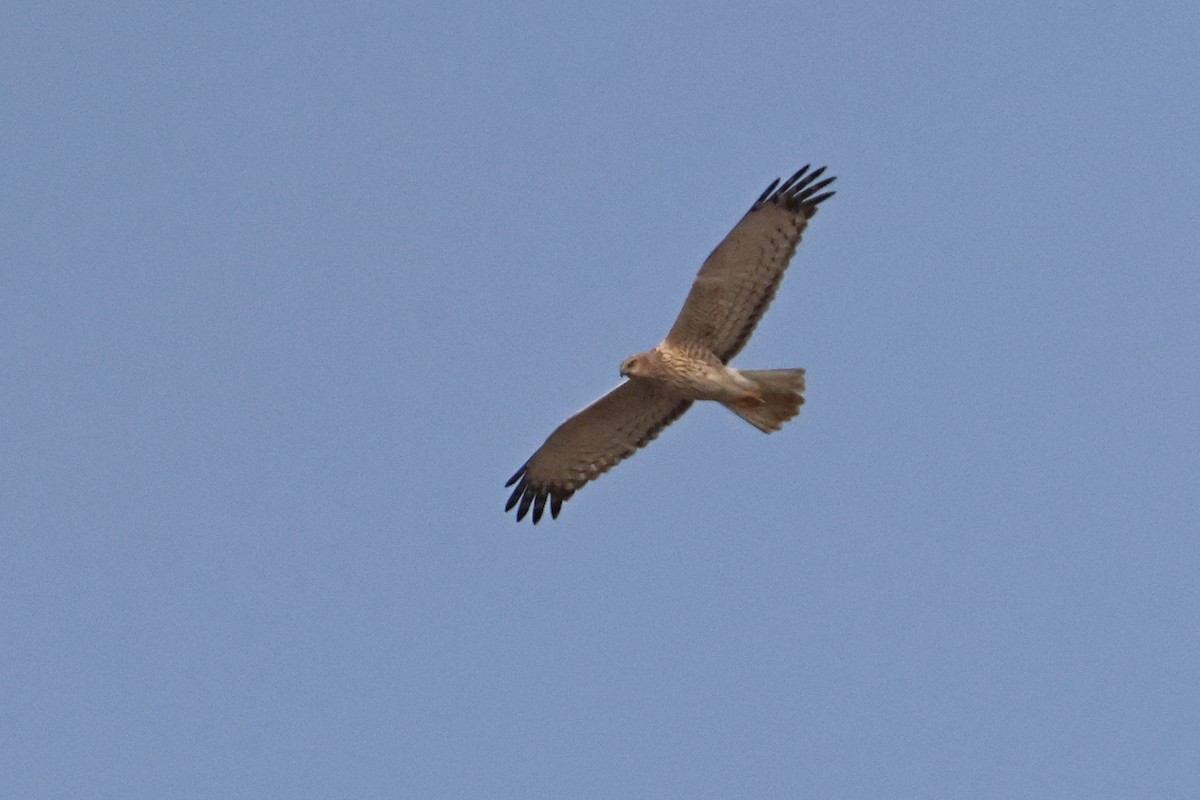Eastern Marsh Harrier - ML633435445