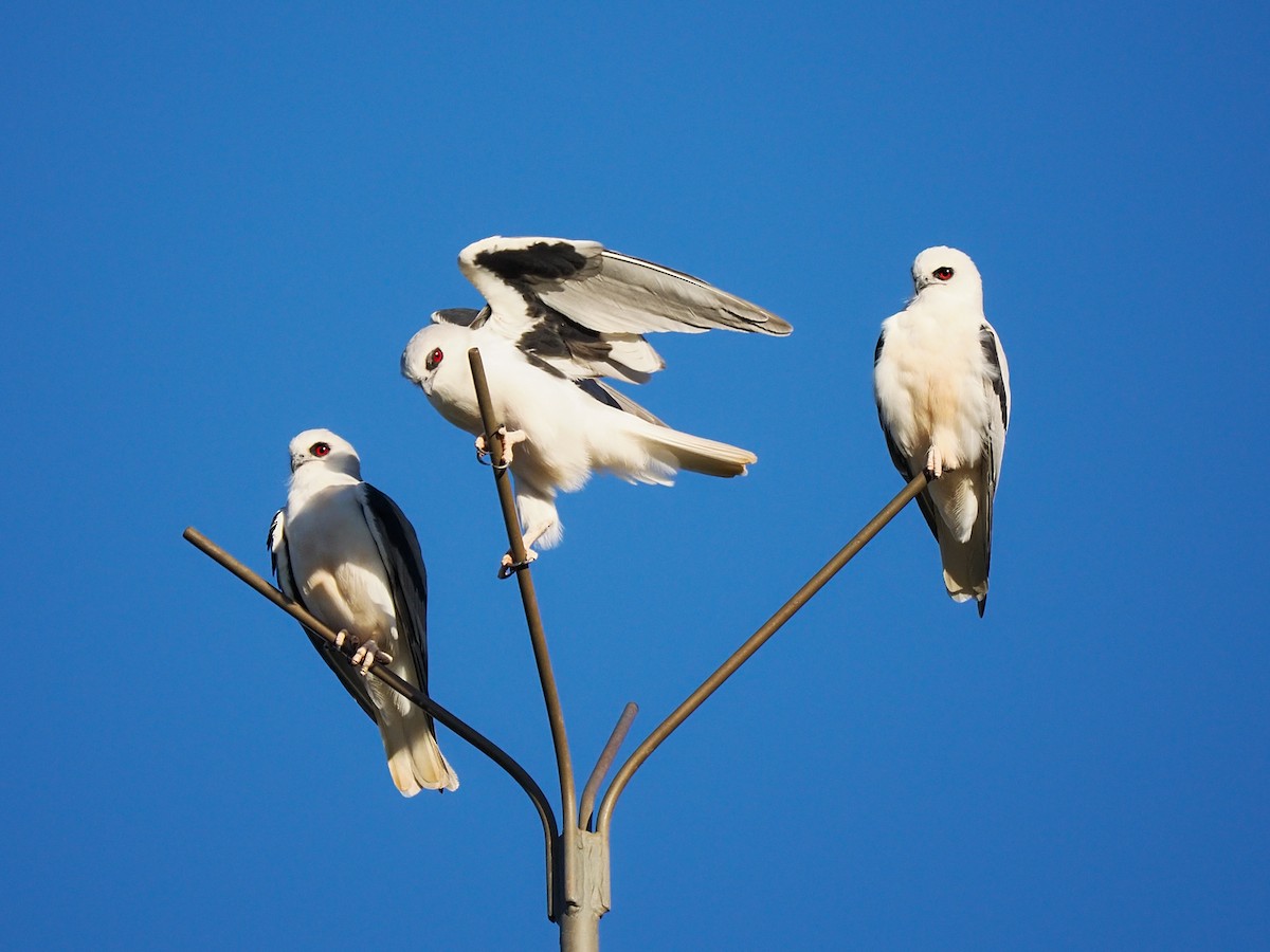 Letter-winged Kite - ML633435598