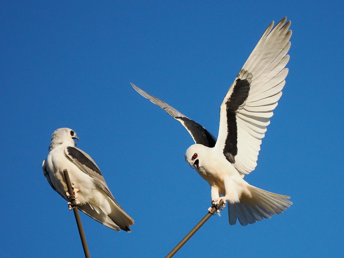 Letter-winged Kite - ML633435599