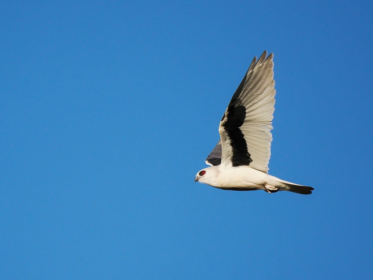 Letter-winged Kite - ML633435600