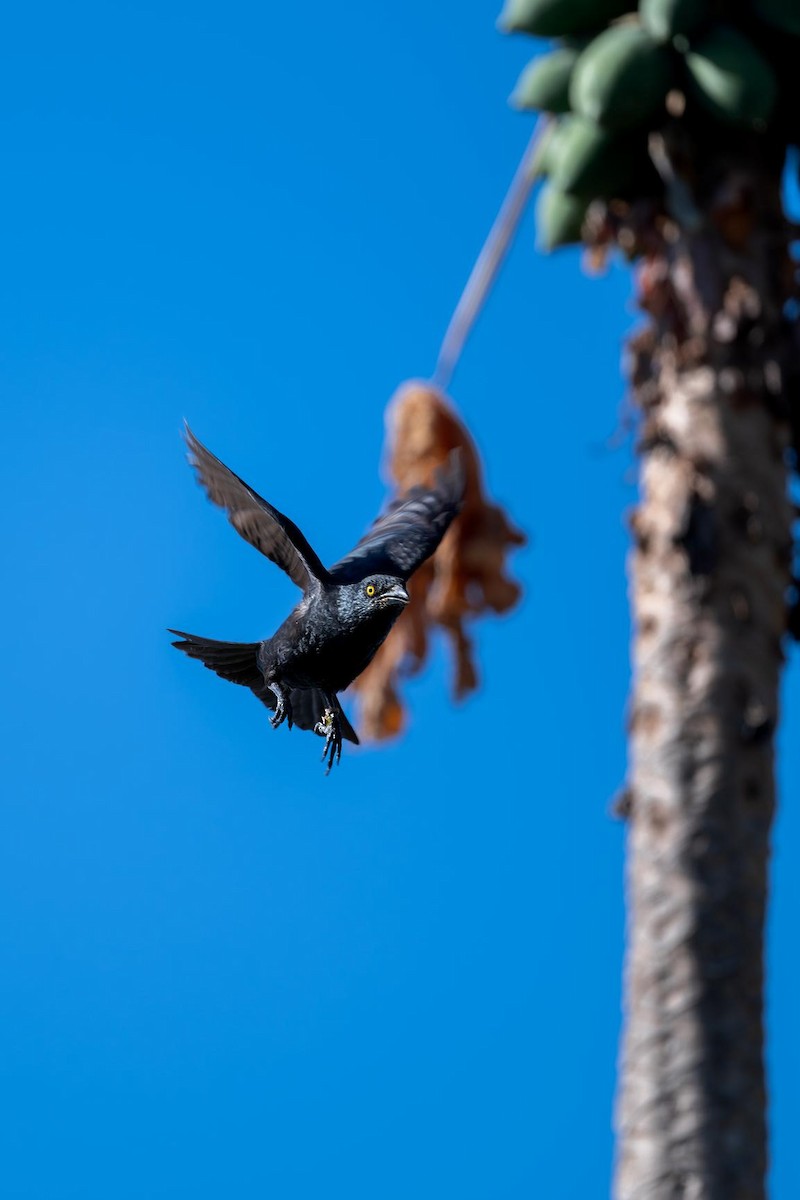 Micronesian Starling - ML633435628