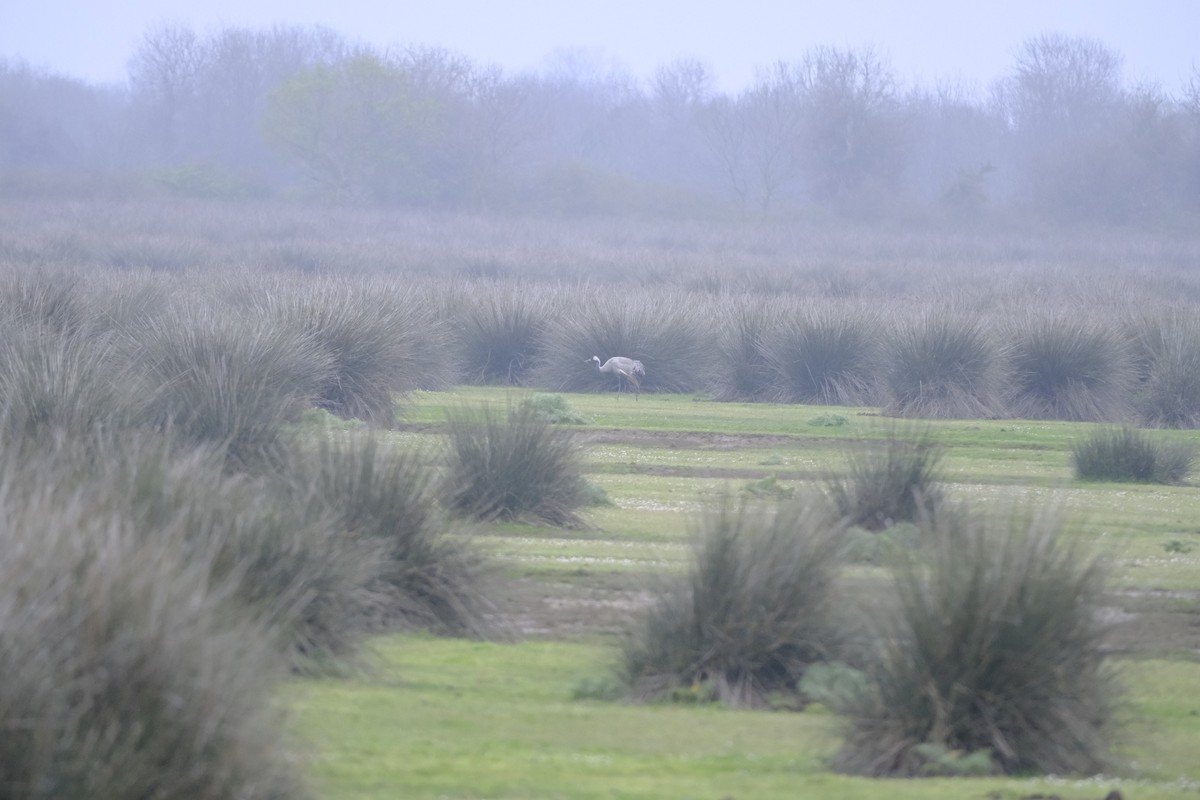 Common Crane - ML633435663