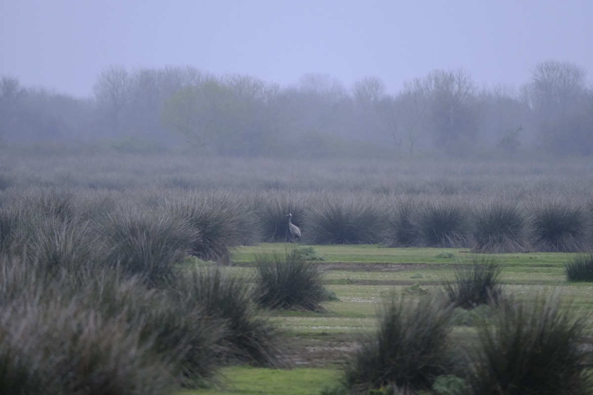Common Crane - ML633435681