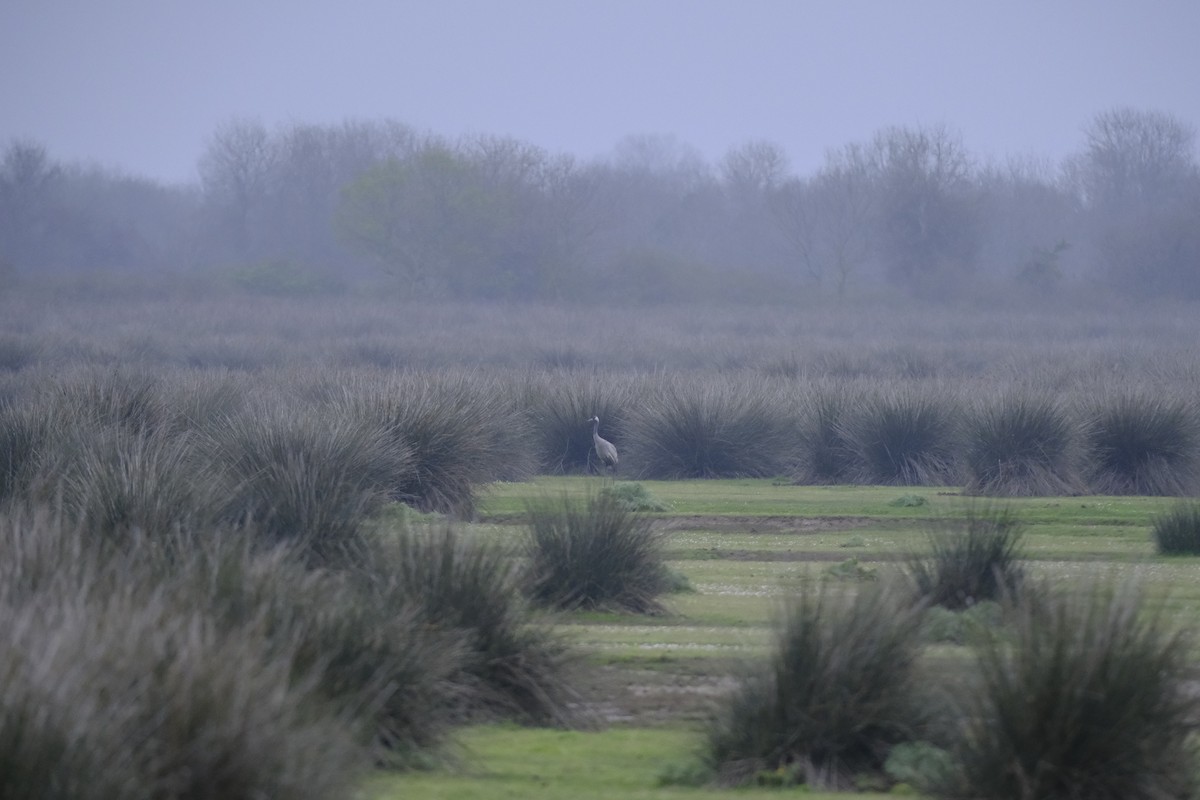 Common Crane - ML633435687