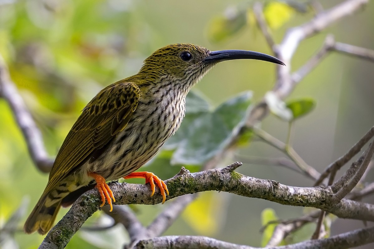 Streaked Spiderhunter - ML633435753