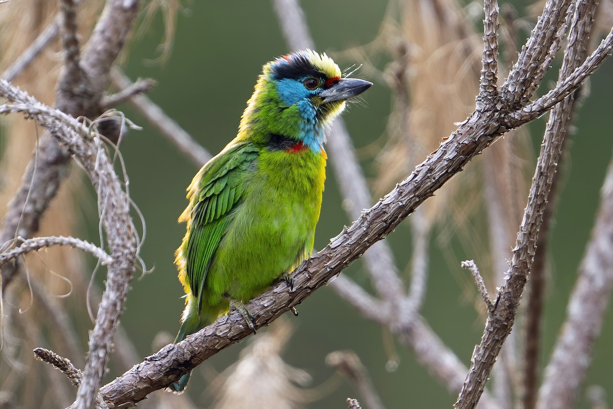 Indochinese Barbet - ML633435758