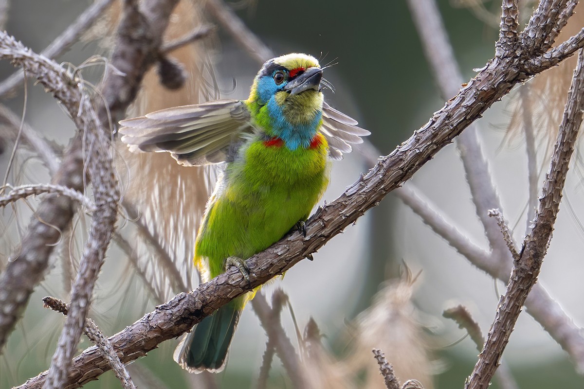 Indochinese Barbet - ML633435759