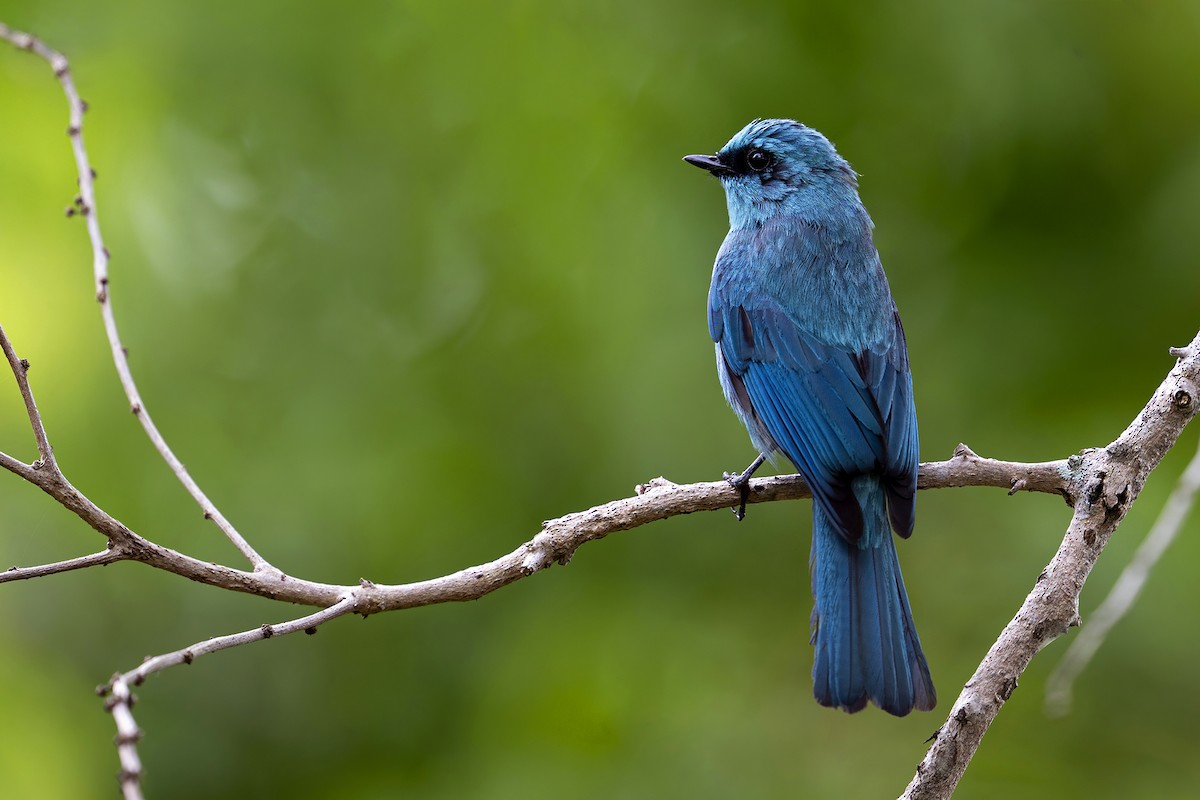 Verditer Flycatcher - ML633435764