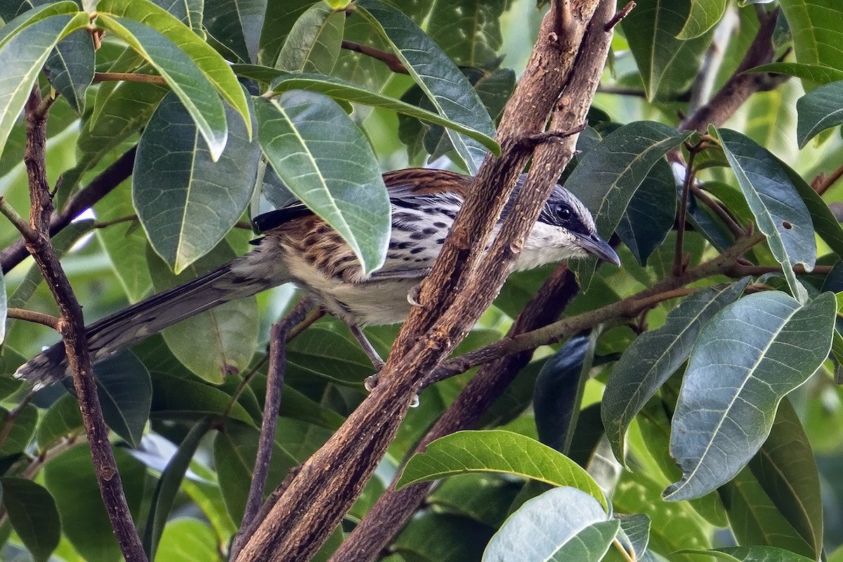 Crocias du Langbian - ML633435815