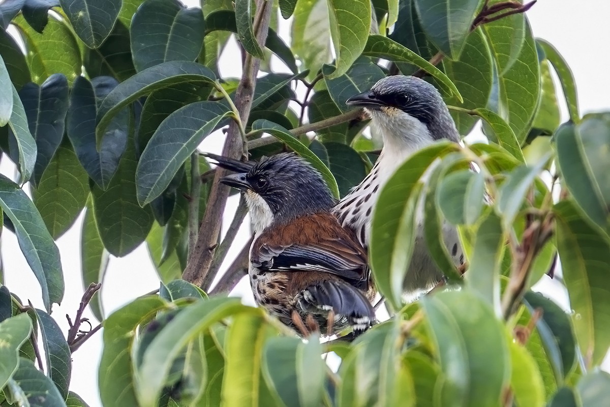 Crocias du Langbian - ML633435816