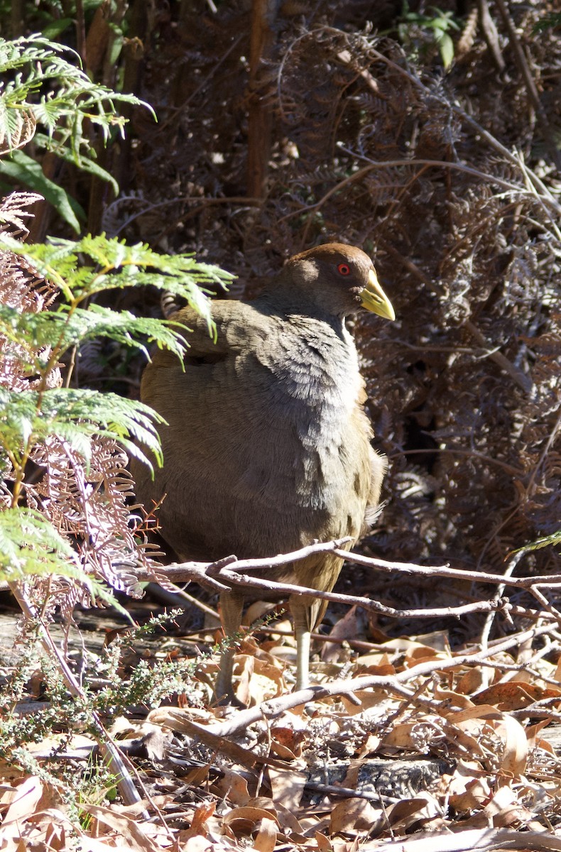 Tasmanian Nativehen - ML633435822