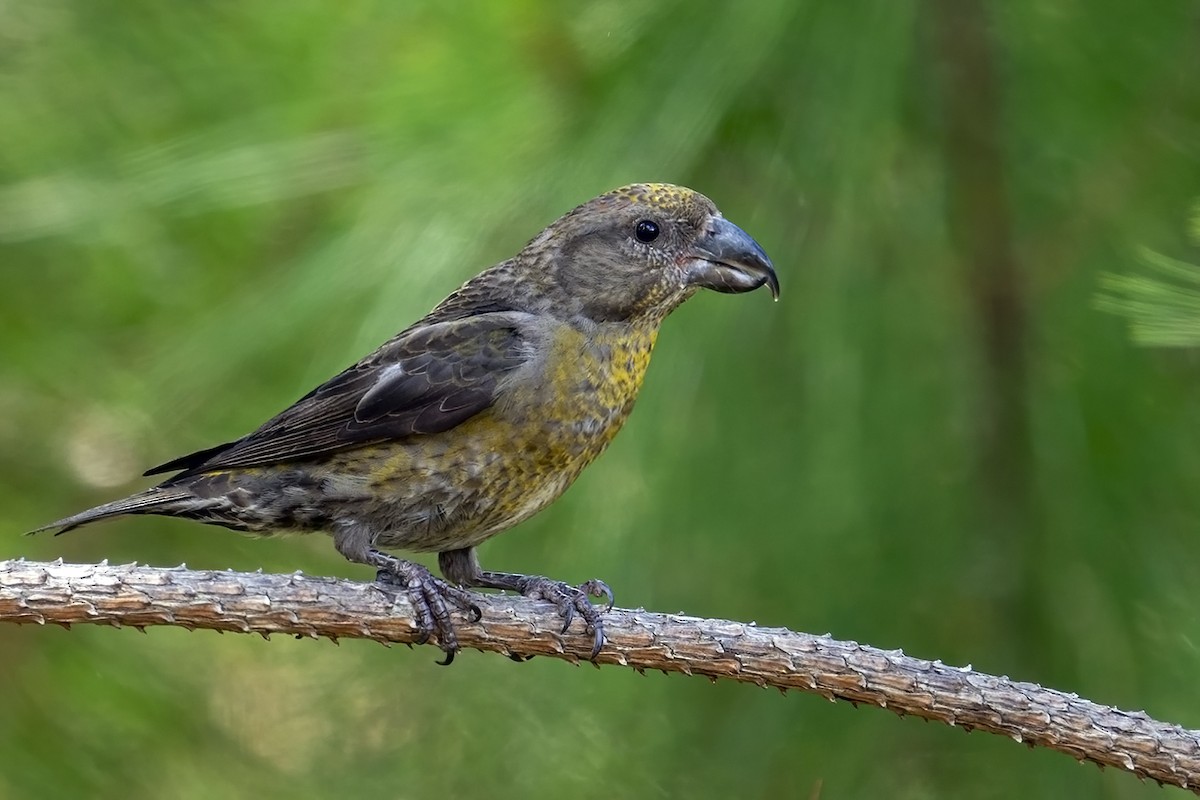Red Crossbill (Dalat) - ML633435966