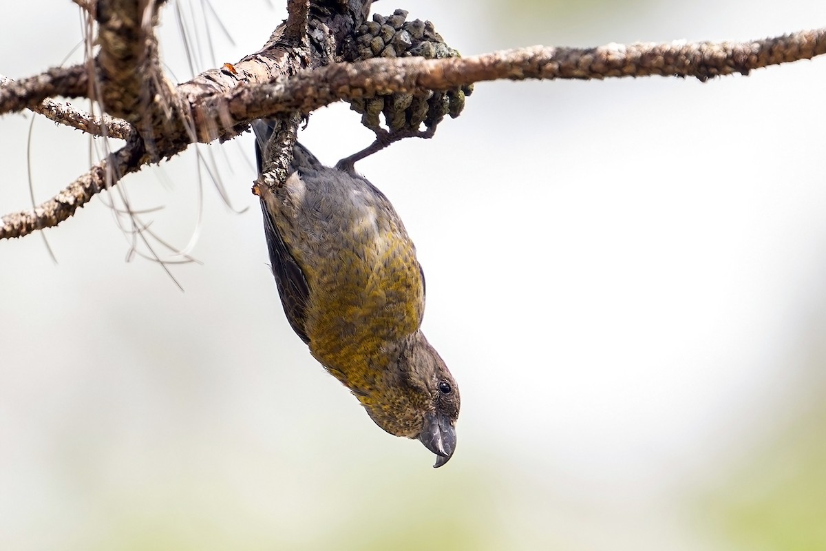 Red Crossbill (Dalat) - ML633435967