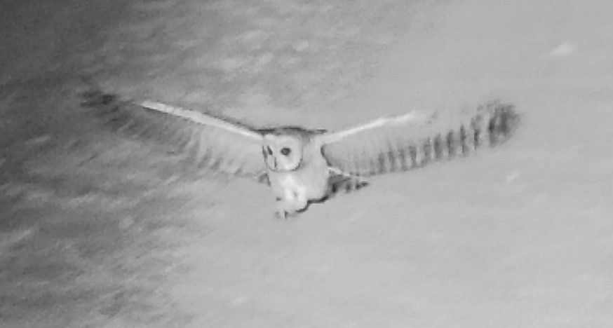 Hibou du Cap - ML633436087