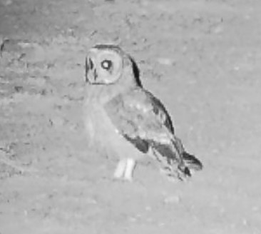 Hibou du Cap - ML633436088