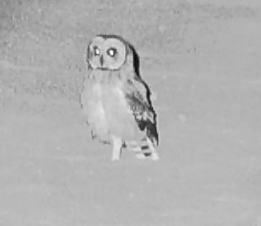 Hibou du Cap - ML633436089