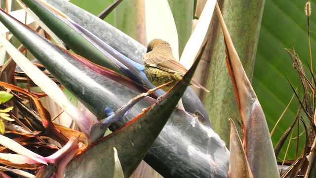 Scarlet-chested Sunbird - ML633436137