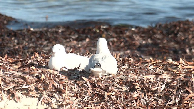 Silver Gull (Silver) - ML633436204