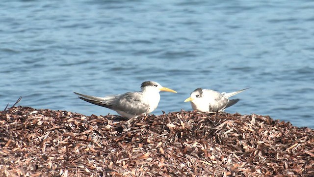 Great Crested Tern - ML633436214