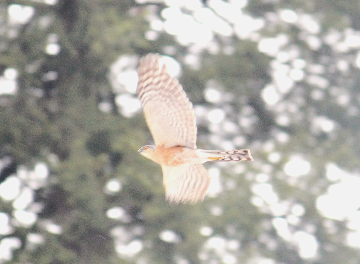 Морин харцага - ML633436219