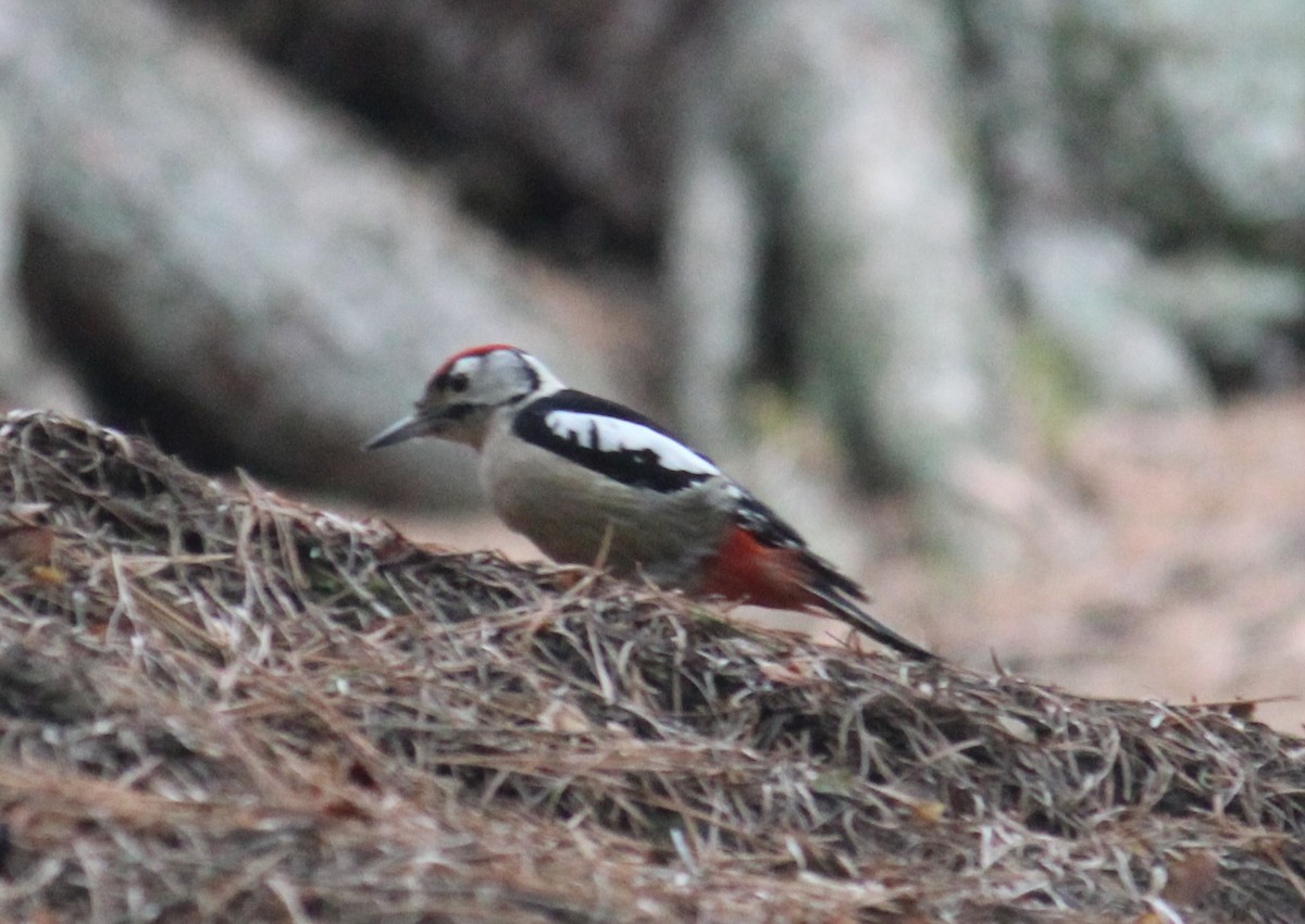 Himalayan Woodpecker - ML633436220