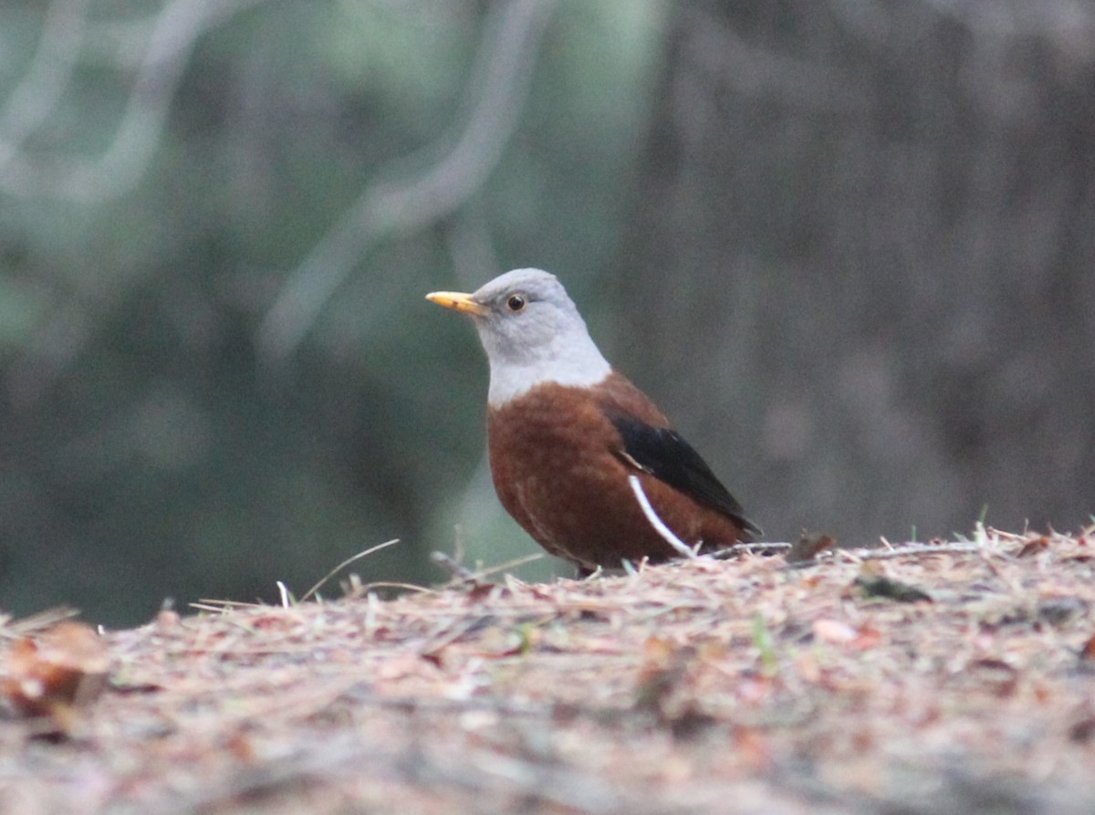 Улбар хөөндэй - ML633436223