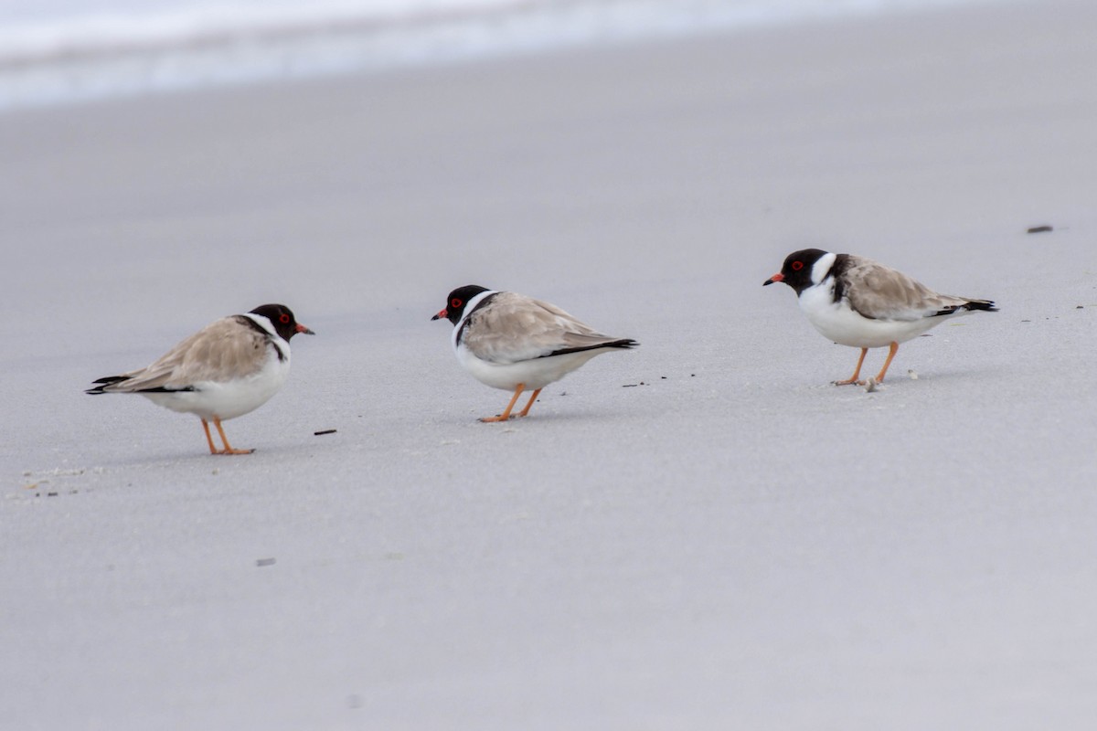Hooded Plover - ML633436247