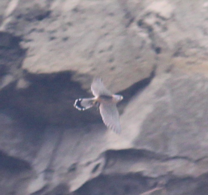 Начин шонхор - ML633436265