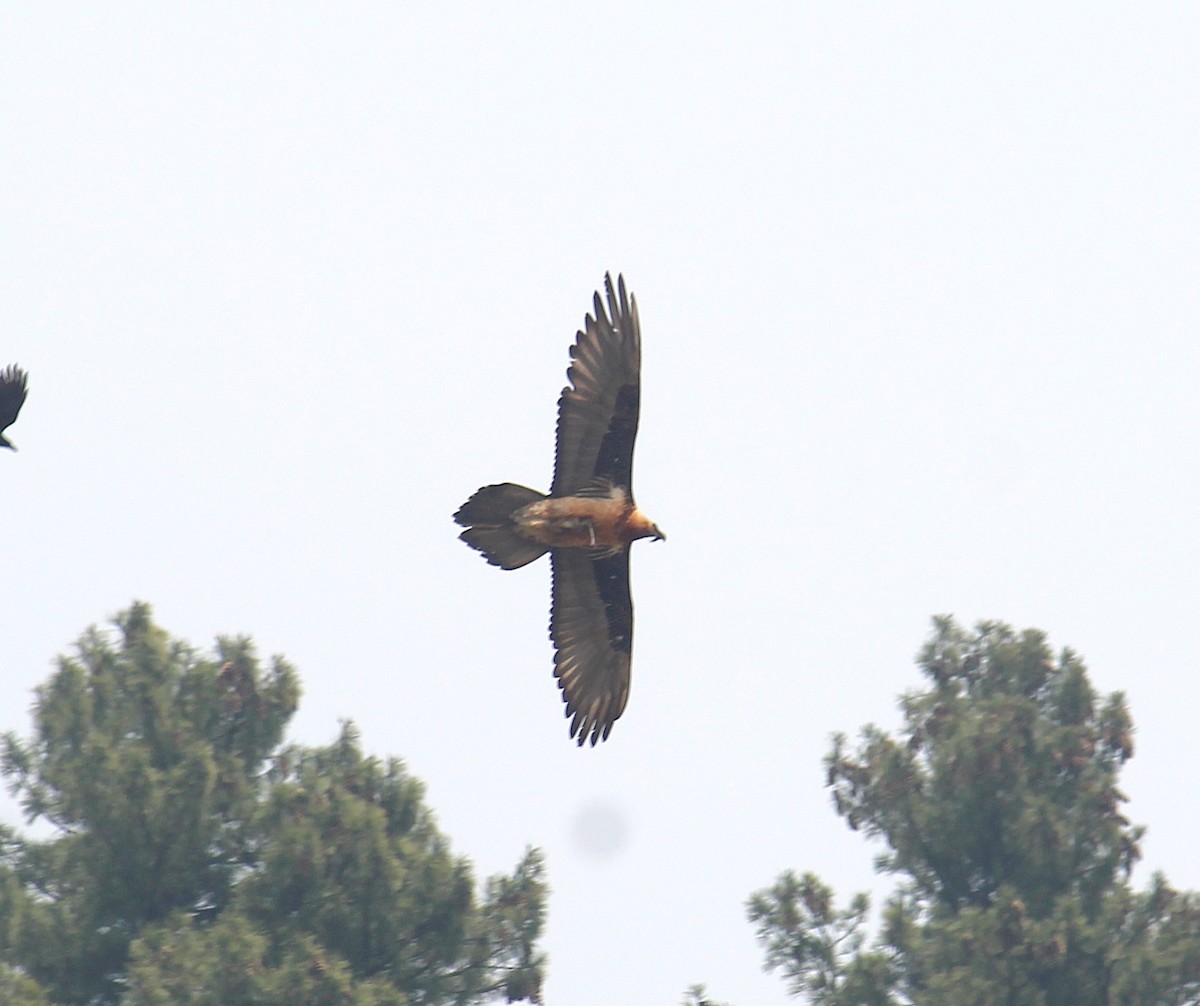 Ооч ёл - ML633436267