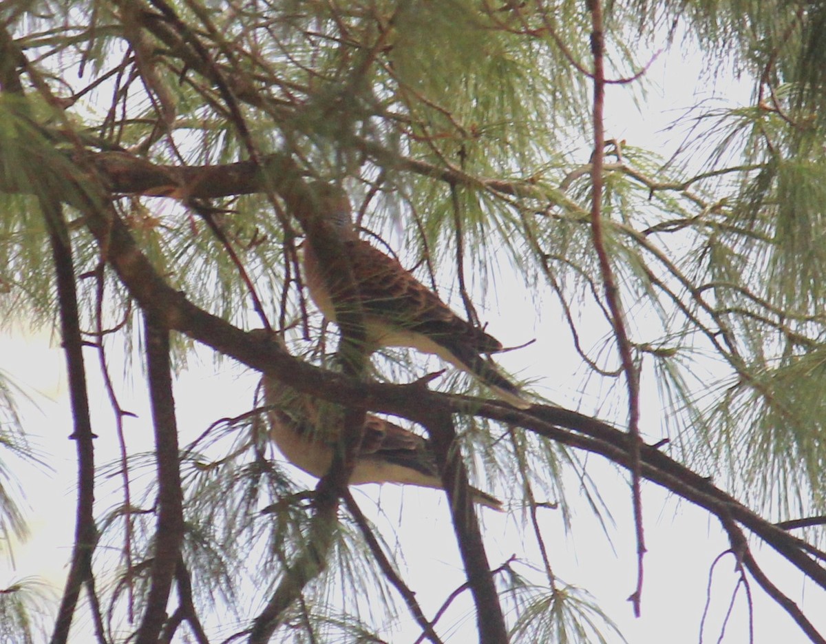 Дорнын хүүрзгэнэ - ML633436271