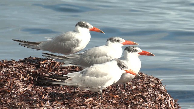 Caspian Tern - ML633436277